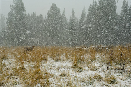 Russia. The South of Western Siberia, the Altai Mountains. A herd of horses graze on a snow-covered field in a heavy snowstorm on the Seminsky pass of the Chuisky tract.の写真素材