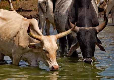 West Africa. Senegal. A herd of humpback Zebu cows with huge horns drink water from a small lake on the Atlantic Ocean coast.の写真素材