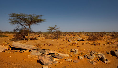 West Africa. Mauritania. Lonely acacia trees with scant foliage on rocky hills in the hot sands of the southwestern edge of the Sahara Desert.の写真素材