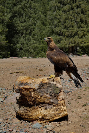 Kyrgyzstan. Portrait of a Golden Eagle sitting on the taiga rocks in one of the many mountain gorges...