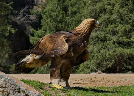 Kyrgyzstan. Portrait of a Golden Eagle sitting on the taiga rocks in one of the many mountain gorges...