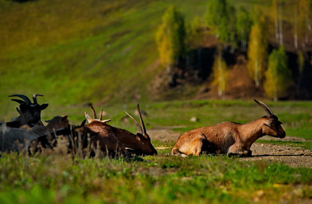 Russia. The South of Western Siberia, the Altai Mountains. A herd of longhorn scythes rests in the rays of the setting sun.の写真素材