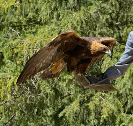 Kyrgyzstan. Portrait of a golden eagle sitting on a special glove in the hand of its owner in the...