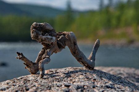 Russia, Western Buryatia. A bizarre snag in the form of a fabulous monster on the coastal stone of the river Tissa.の写真素材