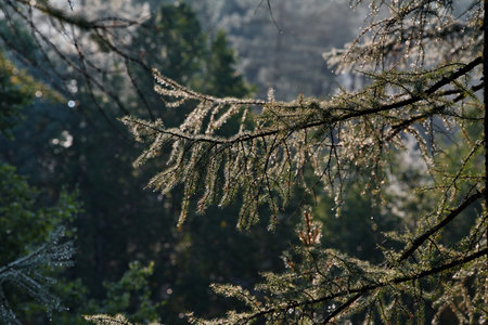 Russia, Western Buryatia, Sayan Mountains. Dew droplets glowing in the morning sunlight on larch needles on the shore of the taiga lake Guzen-Nur.の写真素材