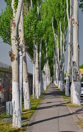 Bishkek, Kyrgyzstan. A promising view of the avenue of pyramidal poplars, notable for their white bark. The alley is located near the capital's airport.の写真素材