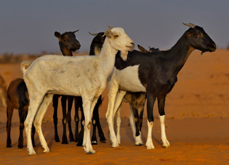 West Africa. Mauritania. A flock of goats graze in the Sahara Desert, in which there is almost no vegetation.の写真素材