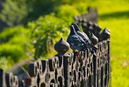 Russia, Sergiev Posad. Blue pigeons sit on the openwork cast-iron railing on the bridge over the Torgosha River.の写真素材