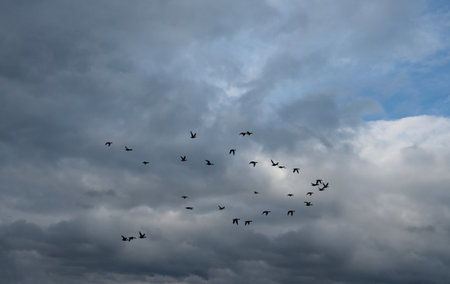 Russia. The Republic of Karelia. A flock of waterfowl flies to warm countries for winter quarters against the background of an autumn cloudy sky.の写真素材