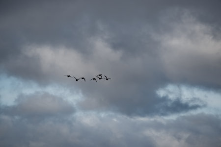 Russia. The Republic of Karelia. A flock of waterfowl flies to warm countries for winter quarters against the background of an autumn cloudy sky.の写真素材