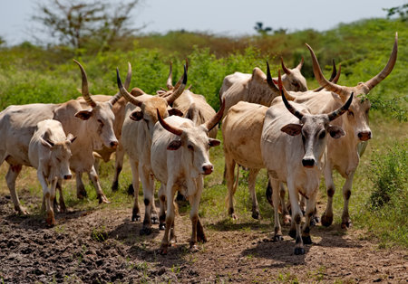West Africa. Senegal. A herd of Zebu cows with large magnificent horns near a small lake go to drink.の写真素材