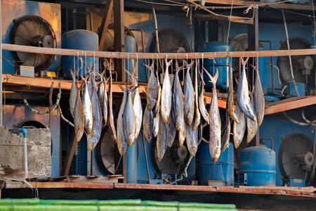 Malaysia. Sandakan. Marine fish of the genus mackerel are dried on a rope - a typical method of...