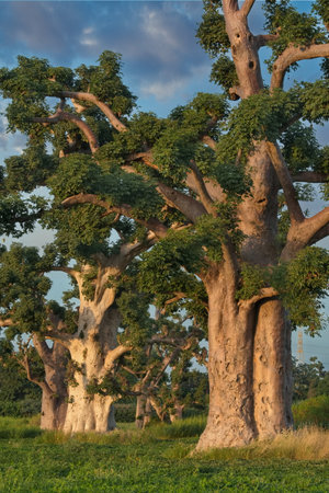 A picturesque panorama with lonely huge baobabs on a field in the rays of the setting sun.の写真素材