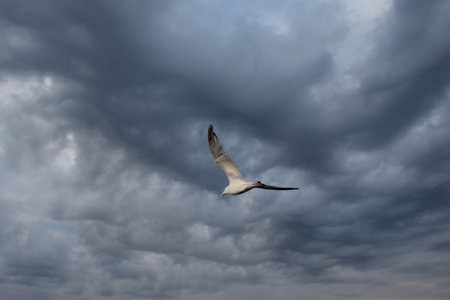 The flight of a seagull against the sky with clouds over a lake on the embankment of a city.の写真素材