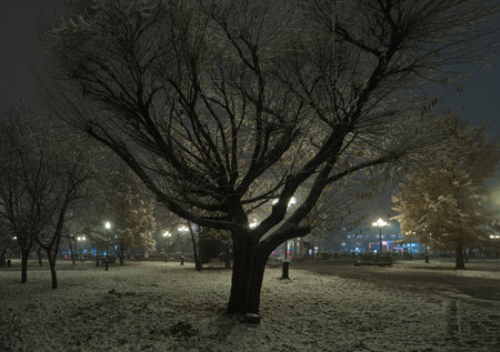 Novokuznetsk, Russia. November 01, 2024. Trees near the colonnade of the Yuri Gagarin City Park, covered with the first autumn snow and illuminated by lanterns of cold light.の写真素材