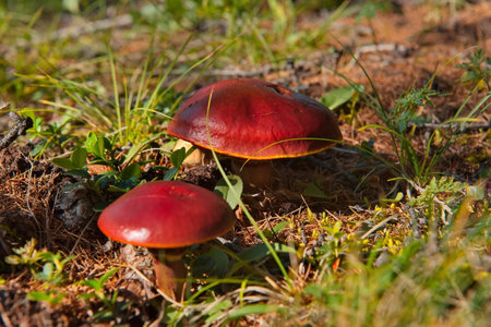 Russia, Eastern Siberia, Buryatia. Edible mushrooms in the Sayan Mountains, overgrown with...