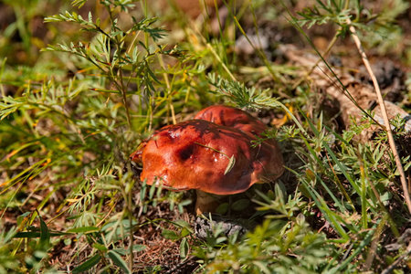 Edible mushrooms in the Sayan Mountains, overgrown with impenetrable taiga in the height of summer.の写真素材
