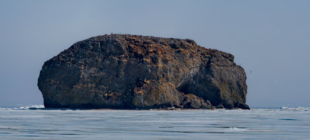Russia. The Far East. The Kuril Islands. Numerous sea gulls on the rocky island of the Sea of...
