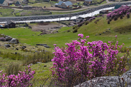 Russia. Mountain Altai. A flowering bush of Ledebur rhododendron (maralnik) on the slopes of the mountains along the Chuisky tract near the village of Kupchegen.の写真素材