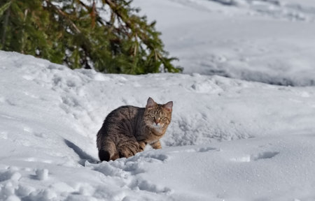 A young tiger-colored cat listens to the silence of the forest in the spring snow.の写真素材