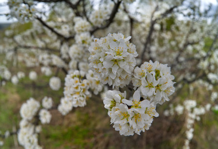 A lonely plum tree in white spring bloom on a warm May day.