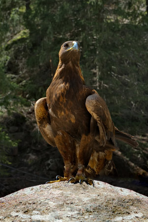 Kyrgyzstan. Portrait of a Golden Eagle sitting on the taiga rocks in one of the many mountain gorges...