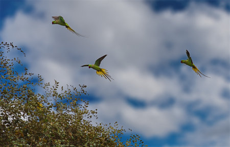 Guwahati, Eastern India. A gliding flight of Indian ringed parrots over the treetops in a city park.の写真素材