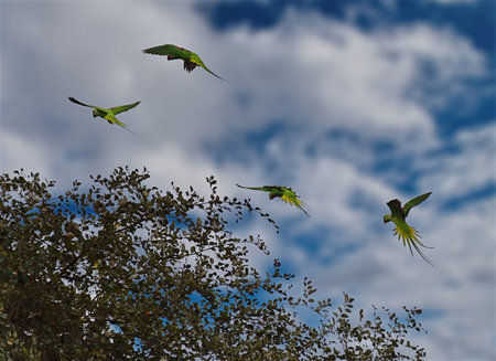 Guwahati, Eastern India. A gliding flight of Indian ringed parrots over the treetops in a city park.の写真素材