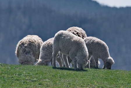 Russia. The South of Western Siberia, the Altai Mountains. A small flock of domestic sheep graze on...
