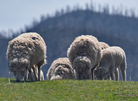 Russia. The South of Western Siberia, the Altai Mountains. A small flock of domestic sheep graze on hilly pastures surrounded by mountains.の写真素材
