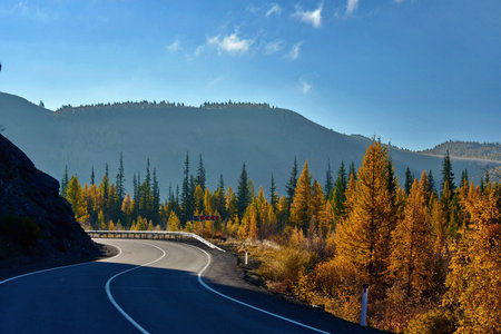 Russia. Altai Mountains. Contrasting view of yellow larches illuminated by the autumn sun against the background of shady mountains on the Chuya highway along the Chuya River.の写真素材