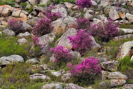 Russia. Mountain Altai. A flowering bush of Ledebur rhododendron (maralnik) on the slopes of the mountains along the Chuisky tract near the village of Kupchegen.の写真素材