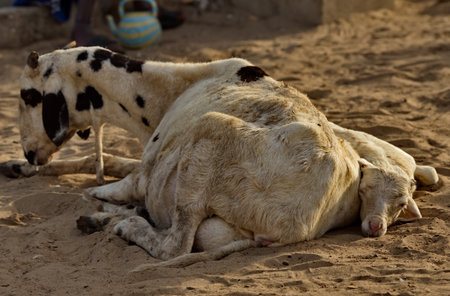 A Nubian goat rests on the sand in a fishing village. The Nubian breed was bred in Africa in the 19th century.の写真素材