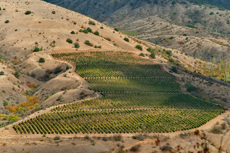 Russia, Republic of Crimea. Magnificent view of the mountain slopes planted with vineyards near the...