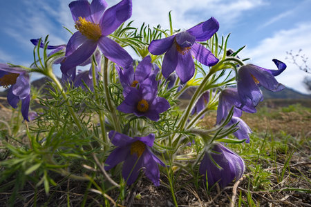 Russia. South Of Western Siberia. Lumbago disclosed (Sleep-grass) - the first spring flowers on the...