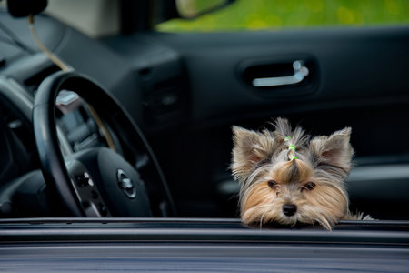 Russia. A curious Yorkshire Terrier puppy looks out of the car in fright