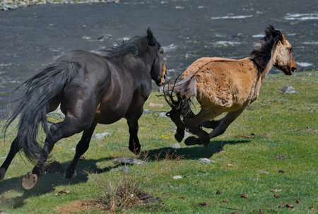 Russia. The South of Western Siberia, the Altai Mountains. A black stallion chases another stallion through the valley of the Ursul River to sort things out.の写真素材