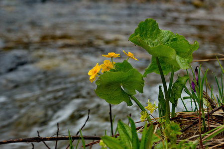 Russia, Kuznetsky Alatau. Blooming of marsh Kaluzhnitsa on the marshy banks of the Tom River.の写真素材