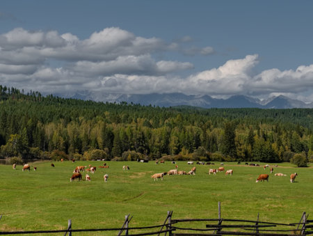Russia, Buryatia. View of green pastures with herds of livestock against the background of the Sayan Mountains covered with clouds.の写真素材