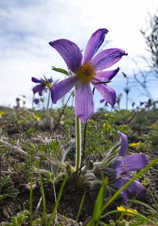 Russia. South Of Western Siberia. Lumbago disclosed (Sleep-grass) - the first spring flowers on the...