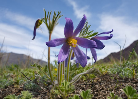 Russia. South Of Western Siberia. Lumbago disclosed (Sleep-grass) - the first spring flowers on the...