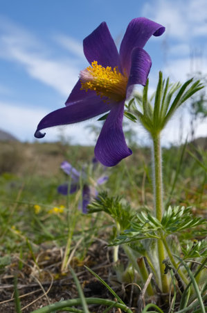 Russia. South Of Western Siberia. Lumbago disclosed (Sleep-grass) - the first spring flowers on the...
