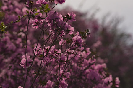 Russia. Mountain Altai. A flowering bushes of Ledebur rhododendron (maralnik) on the slopes of the...