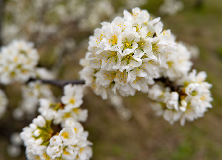 A lonely plum tree in white spring bloom on a warm May day.