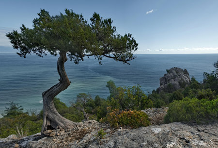 Russia, Republic of Crimea. View of the bizarre juniper trees on the cliffs of the Black Sea coast...