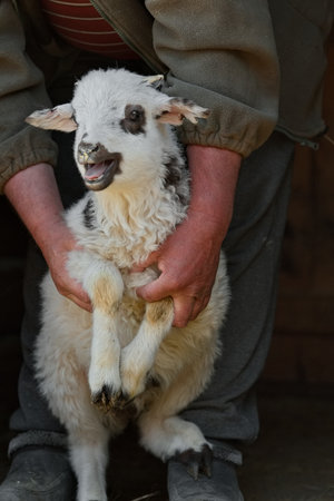 Arani, Russia. April 08, 2021. Portrait of a newborn purebred lamb in the hands of an elderly man in a mountain village in Dagestan.の写真素材