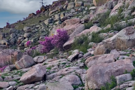 Russia. Siberia. Blooming maralnik (rhododendron) on the rocks of the Altai Mountains is a grandiose spring festival, which tourists from all over Russia seek to visit.の写真素材