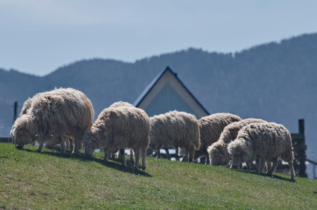 The South of Western Siberia, the Altai Mountains. A small flock of domestic sheep graze on hilly pastures surrounded by mountains.の写真素材