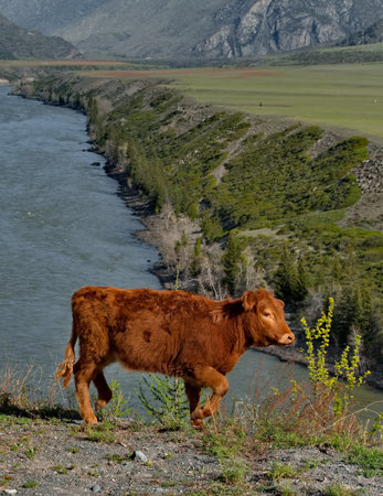Russia. Western Siberia, Altai Mountains. Fearless cows slowly wander along the edge of the high cliff of the deep canyon of the Katun River along the Chuisky tract.の写真素材