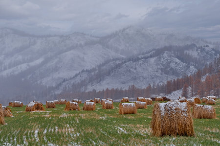 Russia. Altai Mountains. A picturesque view of a mown field with rolls of hay harvested for the winter against the background of snow-capped mountains with autumn larches.の写真素材